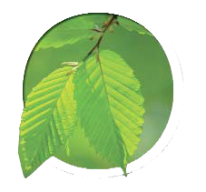 Go Green with Ozone Denim Systems